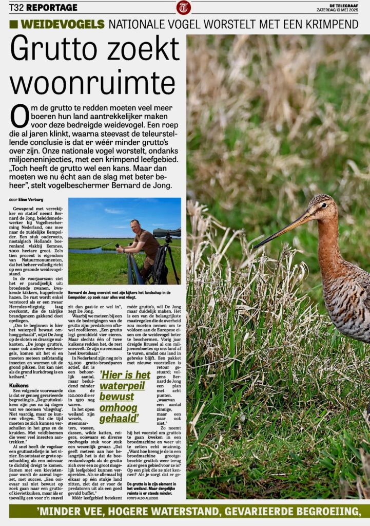 Telegraaf Vogelbescherming Amsterdam Amstelland grutto Weidevogels 10 mei 2024 01