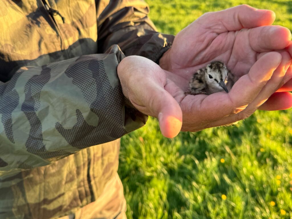 Tuureluur kuiken door boer gevonden in Amstelland.jpeg